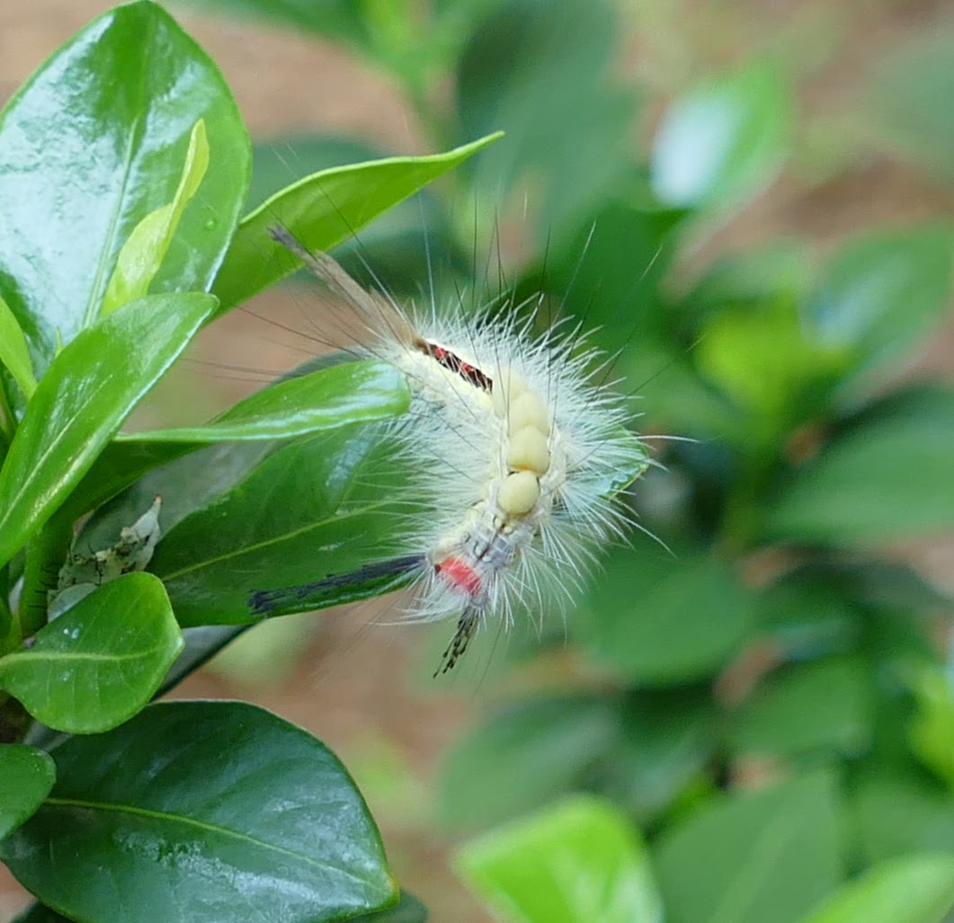 Catepillar1